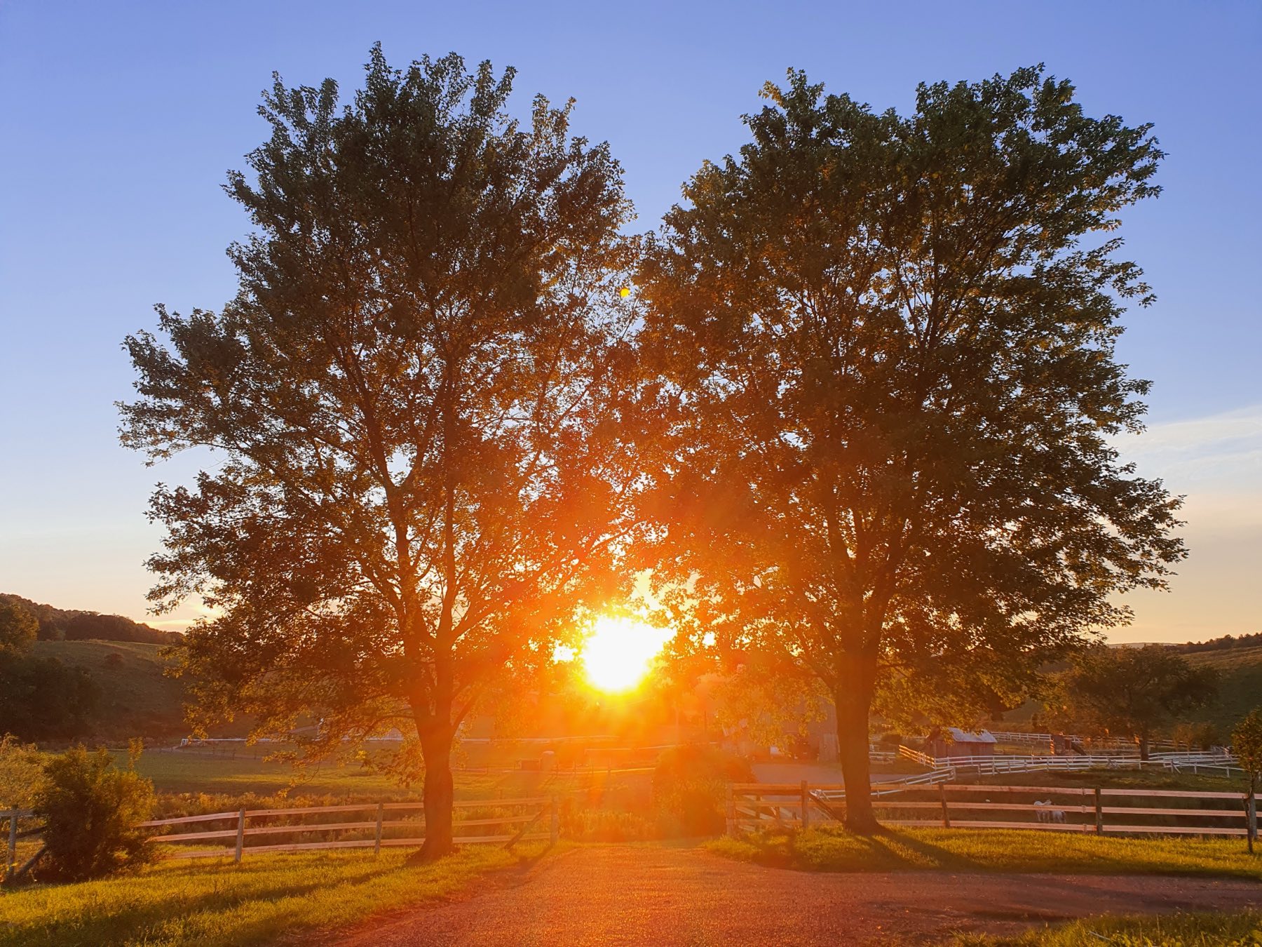 The sun setting between two trees over the farm road