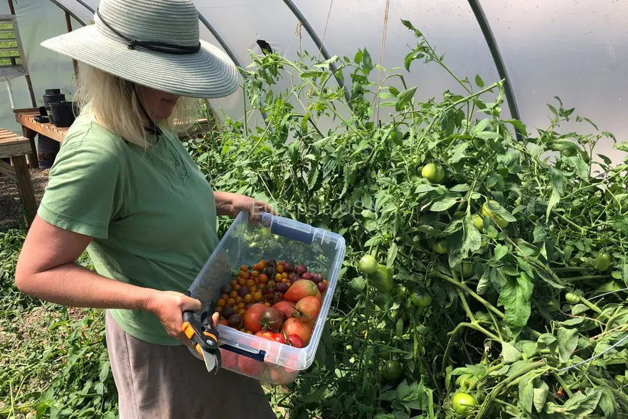 Harvesting tomatoes in the Eupepsia greenhouses