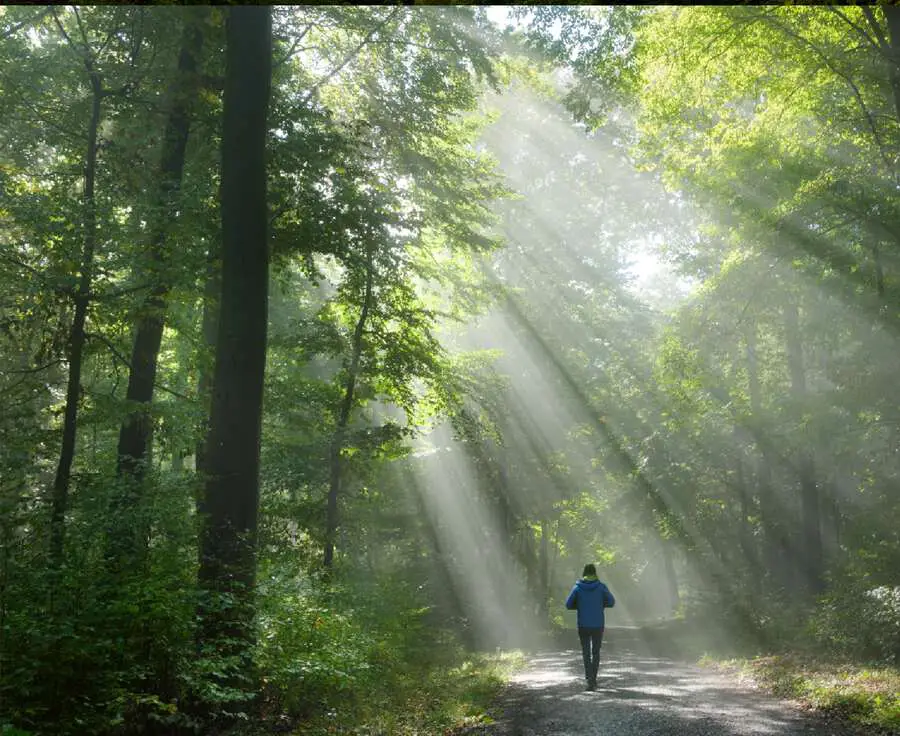 A guest walking a forest path in morning light