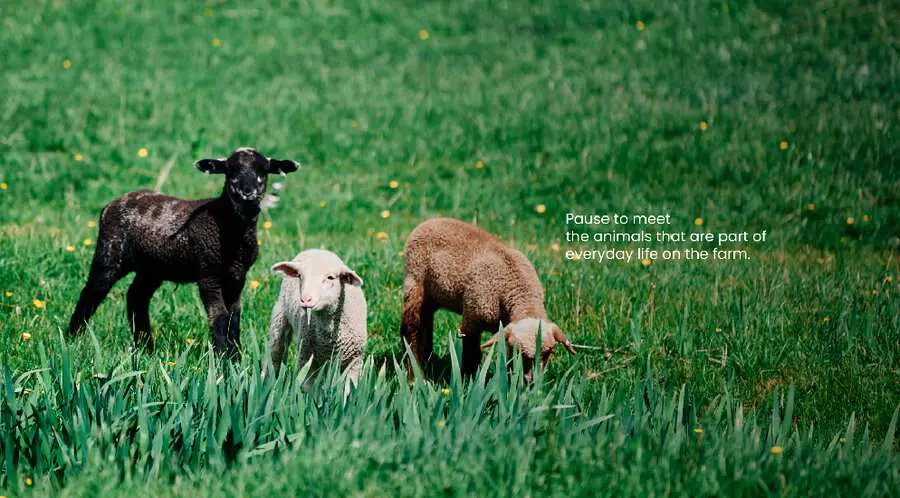 Lambs in the pasture at the Eupepsia farm
