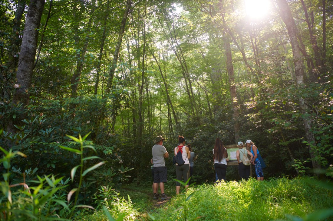 Guests on a guided hike through the sunlit forest at Eupepsia